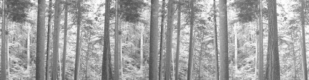 fairmont-photograph-redwoods